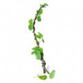 Искусственная лиана Hobby Jungle Vine 1 100 см (37702) - гибкое декоративное растение для террариума, акватерариума и палюдариума. Искусственная лиана Hobby Jungle Vine 1 100 см (37702) - гибкое декоративное растение для террариума, акватерариума и палюдариума.