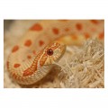 Субстрат из тополи 2.4л Repti-Zoo Aspen Snake Bedding (SB001)