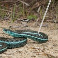 Крючок для змей Repti-Zoo Stainless Snake Hook 21-58см. макс. 2кг. (SNH03)