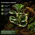 Искусственное растение Hobby Ficus Elastica 1 40 см (37705) для террариума, акватерариума и палюдариума