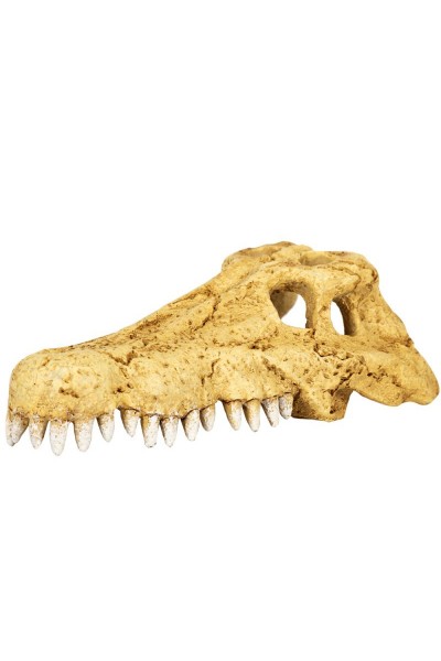 Череп крокодила Repti-Zoo Crocodile Skull M 18x10x5.5см (ERS34M)