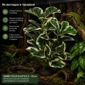 Искусственное растение Hobby Ficus Elastica 2 55 см (37706) для террариума, акватерариума и палюдариума