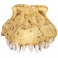 Череп крокодила Repti-Zoo Crocodile Skull S 11x6x4см (ERS34S)
