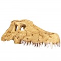 Череп крокодила Repti-Zoo Crocodile Skull S 11x6x4см (ERS34S)