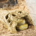 Череп крокодила Repti-Zoo Crocodile Skull S 11x6x4см (ERS34S)