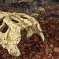 Череп крокодила Repti-Zoo Crocodile Skull S 11x6x4см (ERS34S)