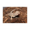 Подложка из кокосового волокна Repti-Zoo Coconut fiber Substrate 8л (SB650)