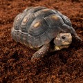 Подложка из кокосового волокна Repti-Zoo Coconut fiber Substrate 4л (SB650S)