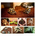 Субстрат тропический Komodo Tropical Terrain 6л (U46015)