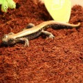 Субстрат тропический Komodo Tropical Terrain 6л (U46015)