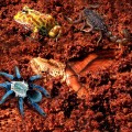 Субстрат тропический Komodo Tropical Terrain 6л (U46015)