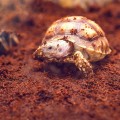 Субстрат тропический Komodo Tropical Terrain 6л (U46015)