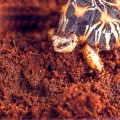 Субстрат тропический Komodo Tropical Terrain 6л (U46015)
