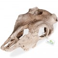 Декорація череп буйвола Terrario Buffalo Skull 21x12x8см (22128)