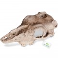 Декорація череп буйвола Terrario Buffalo Skull 21x12x8см (22128)