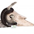 Декорація череп барана Terrario Ram Skull 19x16x11см (191712)
