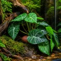 Искусственное растение Hobby Alocasia 1 24 × 14 см (37717) для террариума, акватерариума и палюдариума