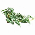 Искусственное растение Hobby Calathea 2 40×20 см (37715) для террариума, акватерариума и палюдариума