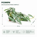 Искусственное растение Hobby Calathea 2 40×20 см (37715) для террариума, акватерариума и палюдариума