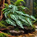Искусственное растение Hobby Calathea 2 40×20 см (37715) для террариума, акватерариума и палюдариума