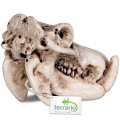 Декорация череп бегемота Terrario Hippo Skull 5x3x3см (533)