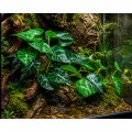 Искусственное растение Hobby Alocasia 2 40 × 20 см (37718) для террариума, акватерариума и палюдариума