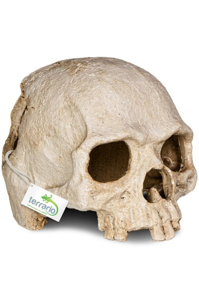 Декорація череп людини Terrario Human Skull 14x11x11см (151211)