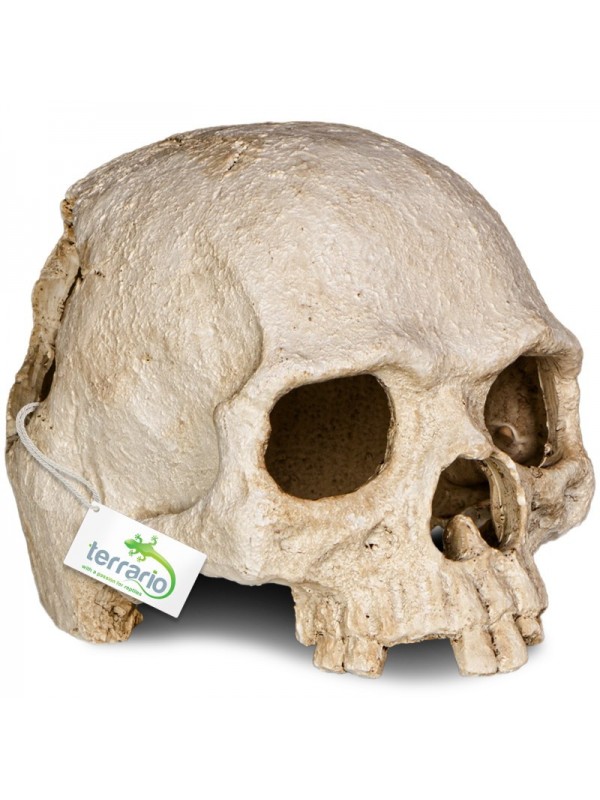 Декорація череп людини Terrario Human Skull 14x11x11см (151211)
