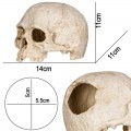 Декорация черепа человека Terrario Human Skull 14x11x11см (151211)
