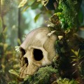 Декорация черепа человека Terrario Human Skull 14x11x11см (151211)