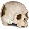 Декорация черепа человека Terrario Human Skull 14x11x11см (151211)