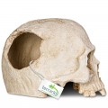 Декорация черепа человека Terrario Human Skull 14x11x11см (151211)