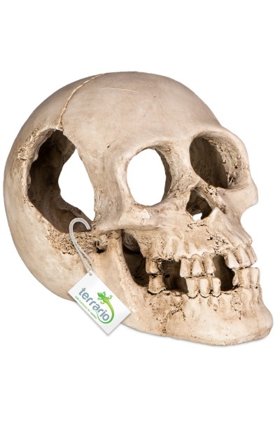 Декорация черепа человека Terrario Human Skull XL 15x10x9см (161012)