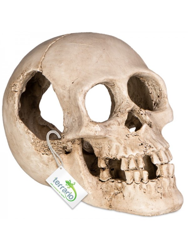 Декорація череп людини Terrario Human Skull XL 15x10x9см (161012)