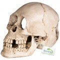 Декорация черепа человека Terrario Human Skull XL 15x10x9см (161012)