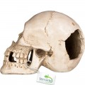 Декорация черепа человека Terrario Human Skull XL 15x10x9см (161012)