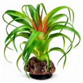 Искусственное растение Hobby Terra Succulent 3 14 см (37732) для террариума, акватерариума и палюдариума