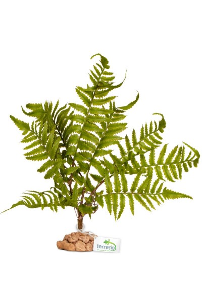 Искусственное растение, папоротник Terrario 32x15x32см (330)
