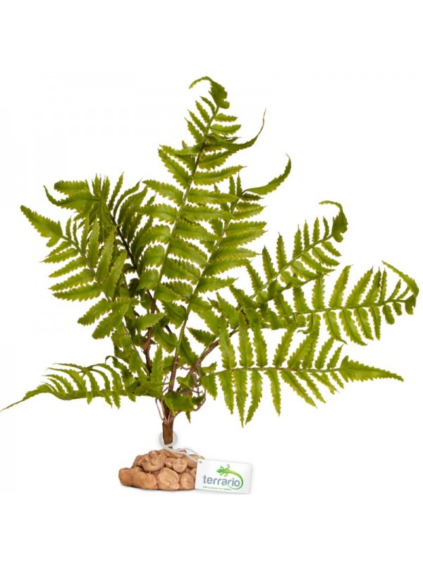 Искусственное растение, папоротник Terrario 32x15x32см (330)