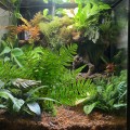 Искусственное растение, папоротник Terrario 32x15x32см (330)