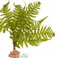 Искусственное растение, папоротник Terrario 32x15x32см (330)