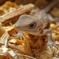 Натуральная древесная подстилка Aventerra Sweden DRAGOON Beech Small 4 л для грызунов, пауков и рептилий