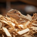 Натуральная древесная подстилка Aventerra DRAGOON Beech Large 4л для рептилий, пауков и грызунов