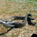 Металевий захват для змій Repti-zoo Snake Tong 100см (SC40)