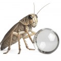 Вода в шариках для насекомых Terrario Beastie Drink Balls 500мл.