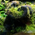 Бавовна з тропічних лісів Wacool Rainforest Plant Cotton M 29х29см (YZM003)