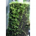 Бавовна з тропічних лісів Wacool Rainforest Plant Cotton M 29х29см (YZM003)
