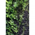 Бавовна з тропічних лісів Wacool Rainforest Plant Cotton M 29х29см (YZM003)