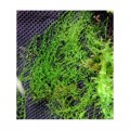 Бавовна з тропічних лісів Wacool Rainforest Plant Cotton M 29х29см (YZM003)