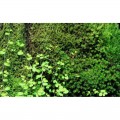 Бавовна з тропічних лісів Wacool Rainforest Plant Cotton M 29х29см (YZM003)